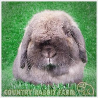 Country Rabbit Farm ฟาร์มกระต่ายและเควี่ สายพันธุ์แท้ มาตรฐานสากล