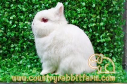 Country Rabbit Farm ฟาร์มกระต่ายและเควี่ สายพันธุ์แท้ มาตรฐานสากล