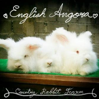 Country Rabbit Farm ฟาร์มกระต่ายและเควี่ สายพันธุ์แท้ มาตรฐานสากล