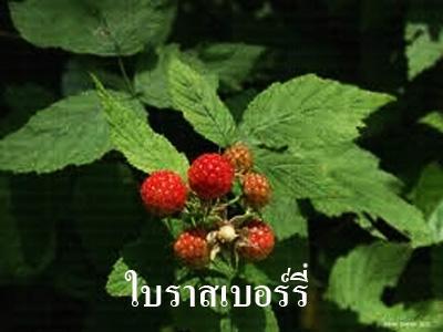 Rose Tea (โรส ที) Mix Herbal Tea