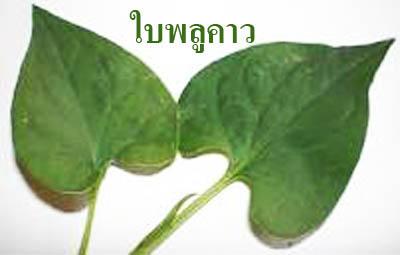 Cor Data Vit C+Plus( คอร์ดาต้า วิทซี พลัส)