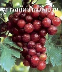 Cor Data Vit C+Plus( คอร์ดาต้า วิทซี พลัส)