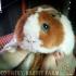 Country Rabbit Farm ฟาร์มกระต่ายและเควี่ สายพันธุ์แท้ มาตรฐานสากล